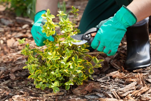 Regular mowing and lawn care in Sevenkings for a neat outdoor space