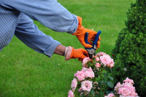 Arborist performing tree lopping in Sevenkings garden